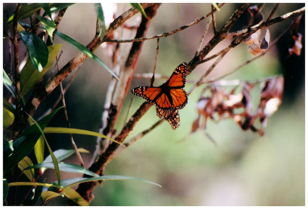 02 - Le Jardin D'Eden (6).jpg